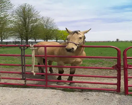 Durable fencing panels designed for equestrian use.